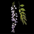Wisteria Plant With Hanging Purple Flower Clusters And Green Leaves