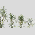 Different Varieties of Garden Shrubs with Lush Green Foliage and Various Sizes