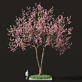 Sakura Inspired Food Display With Pink Blossom Tree And Green Grass
