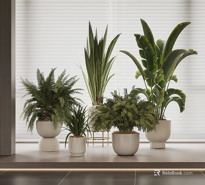 Indoor Potted Plants with Various Leafy Green Foliage in White Ceramic Pots on Window Sill 3d model 