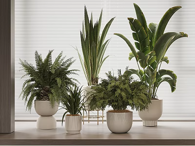 Indoor Potted Plants with Various Leafy Green Foliage in White Ceramic Pots on Window Sill 3d model