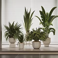 Indoor Potted Plants with Various Leafy Green Foliage in White Ceramic Pots on Window Sill