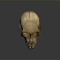 Detailed Animal Skull Skeleton With Visible Teeth And Natural Bone Texture
