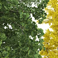 Various Arbor Trees With Green And Yellow Foliage In Different Sizes 3d model