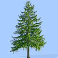 Tall Green Arbor With Lush Foliage And Straight Trunk Against Blue Sky Background