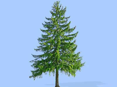 Tall Green Arbor With Lush Foliage And Straight Trunk Against Blue Sky Background 3d model