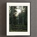 Forest Plant Painting With Sunlight Through Trees Mossy Ground And Fallen Trunk