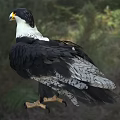 Black And White Raptor Bird With Yellow Beak Sharp Talons Standing On Grassy Ground