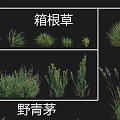 Different Types of Garden Grasses Including Hakone Grass Lavender Wild Bluegrass and Wild Oat