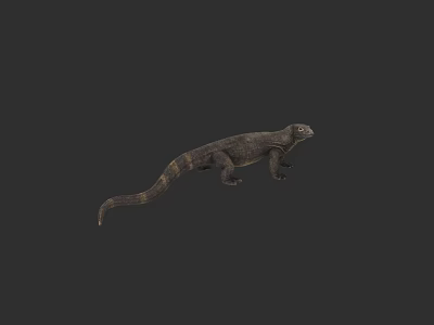 Reptile Lizard With Scaled Body Long Tail And Dark Background 3d model