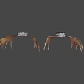 Two Mounted Moose Skull Decorations With Large Antlers On Green Wall