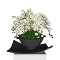 Potted Bonsai Plant With White Flowers And Green Leaves In Black Pot