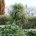 Lush Greenery And Colorful Shrubs With Climbing Vines Against Urban Skyline View