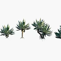 Agave Plants in Various Forms Arranged in a Row with Vibrant Green Foliage