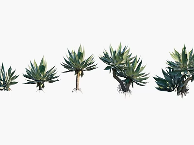 Agave Plants in Various Forms Arranged in a Row with Vibrant Green Foliage 3d model