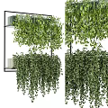 Hanging Bonsai Potted Plants with Lush Green Trailing Leaves and Dense Foliage