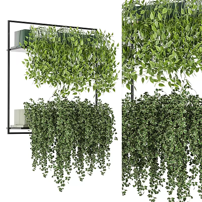 Hanging Bonsai Potted Plants with Lush Green Trailing Leaves and Dense Foliage 3d model