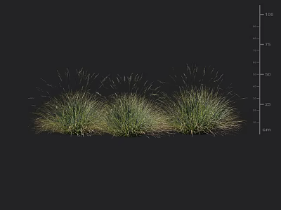 Three Clumps of Green Grass on Dark Background with Height Measurement Scale in Centimeters 3d model
