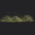 Three Clumps of Green Grass on Dark Background with Height Measurement Scale in Centimeters