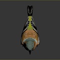 Peregrine Falcon Sparrow Pigeon Wingbird Pearl Bird Hummingbird Flamingbird Bird Bird Animal 3d model