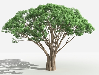 modern tree alpine banyan 3d model