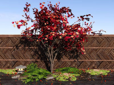 Vibrant Red Maple Tree With Colorful Leaves Woven Bamboo Fence Stone Lantern Green Ferns 3d model