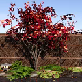 Vibrant Red Maple Tree With Colorful Leaves Woven Bamboo Fence Stone Lantern Green Ferns