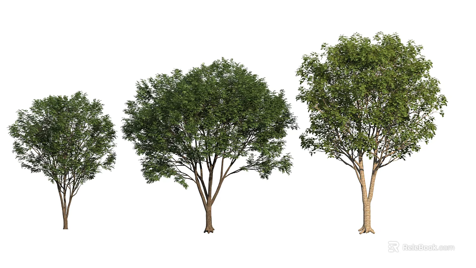 Three Arbor Trees With Various Sizes Lush Green Foliage And Strong Trunks 3d model