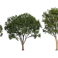 Three Arbor Trees With Various Sizes Lush Green Foliage And Strong Trunks 3d model