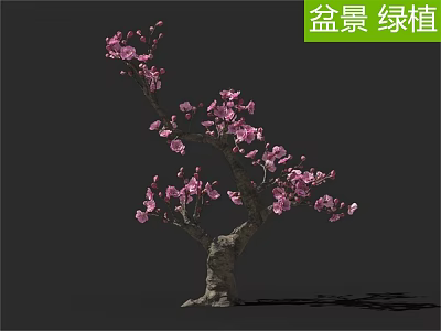 Beautiful Ornamental Arbor Bonsai Green Plant With Pink Flowers In Decorative Pot 3d model