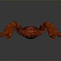 Red Hairy Spider With Large Body And Long Legs On Gray Gradient Background