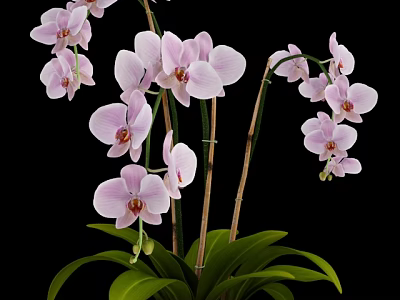 Stunning Pink Orchids In Vase With Green Leaves And Stems On Black Background 3d model