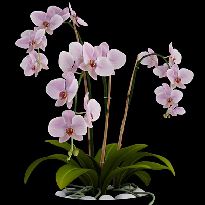 Stunning Pink Orchids In Vase With Green Leaves And Stems On Black Background 3d model