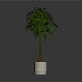 Indoor Potted Plant With Twisted Trunk And Lush Green Leaves In White Planter