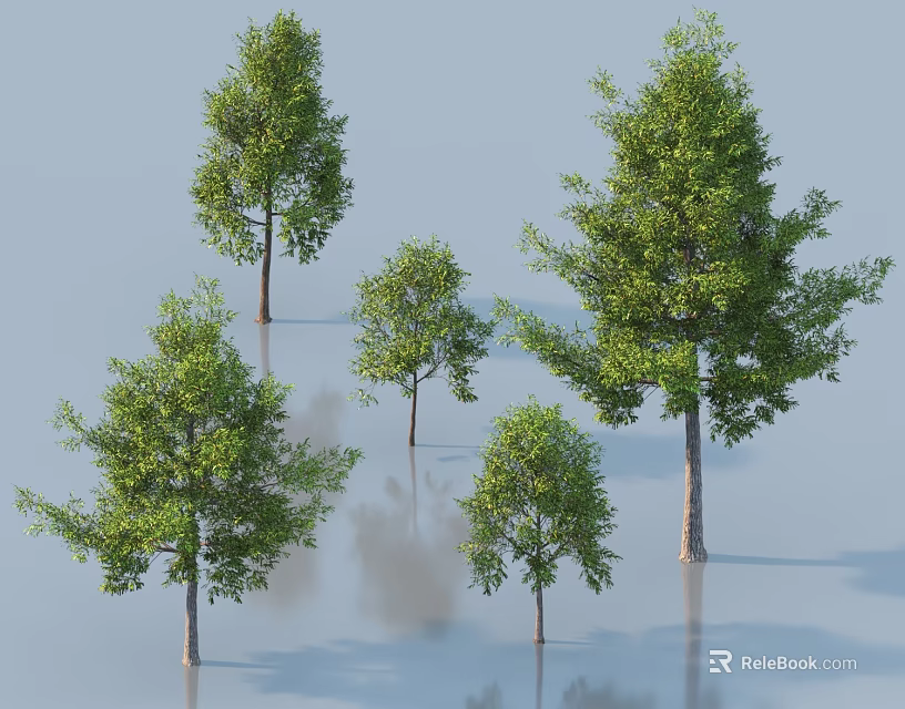 Arbor Trees In Various Sizes With Green Foliage Trunks And Reflection 3d model