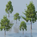 Arbor Trees In Various Sizes With Green Foliage Trunks And Reflection 3d model