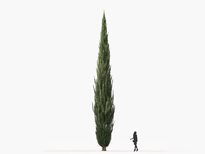 Tall Green Cypress Tree With Slender Evergreen Foliage And Person Walking Beside In Open Space 3d model