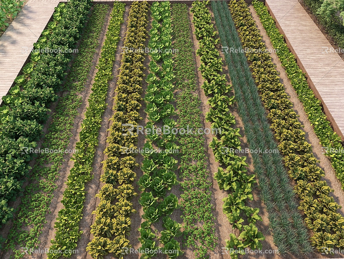 Crops Field Vegetable Crops 3d model