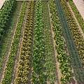 Crops Field Vegetable Crops 3d model