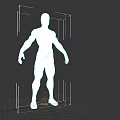 Muscular System Human Body Anatomical Model With Clear Detailed Muscle Structure