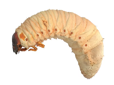 Reptile Larva With Light Yellow Segmented Body Dark Head Small Legs And Curved Shape 3d model