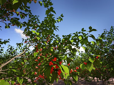 Tree Pit Featuring Lush Green Foliage Red Flowers And Fruits Under Blue Sky 3d model