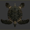 Turtle Turtle Cartoon Turtle Snapping Turtle Chickbill Turtle Reptile Cold Blooded Animal Reptile Reptile Class 3d model