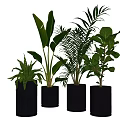 Various Types Of Green Potted Plants In Black Cylindrical Pots On Grey Background