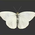 Elegant White Butterfly With Delicate Wings And Reflection On Gray Background 3d model