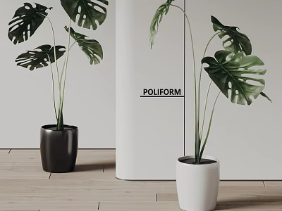 Potted Monstera Plants With Black And White Pots On Wooden Floor And White Wall 3d model