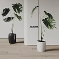 Potted Monstera Plants With Black And White Pots On Wooden Floor And White Wall