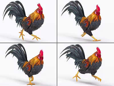 Rooster with Bound and Run Animated Rooster Poultry Animal 3d model