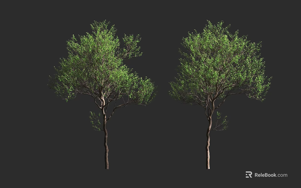 Two Tall Arbor Trees With Lush Green Leaves And Brown Trunks 3d model 
