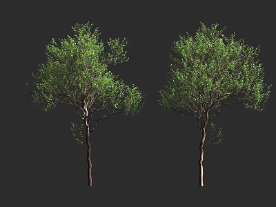 Two Tall Arbor Trees With Lush Green Leaves And Brown Trunks 3d model